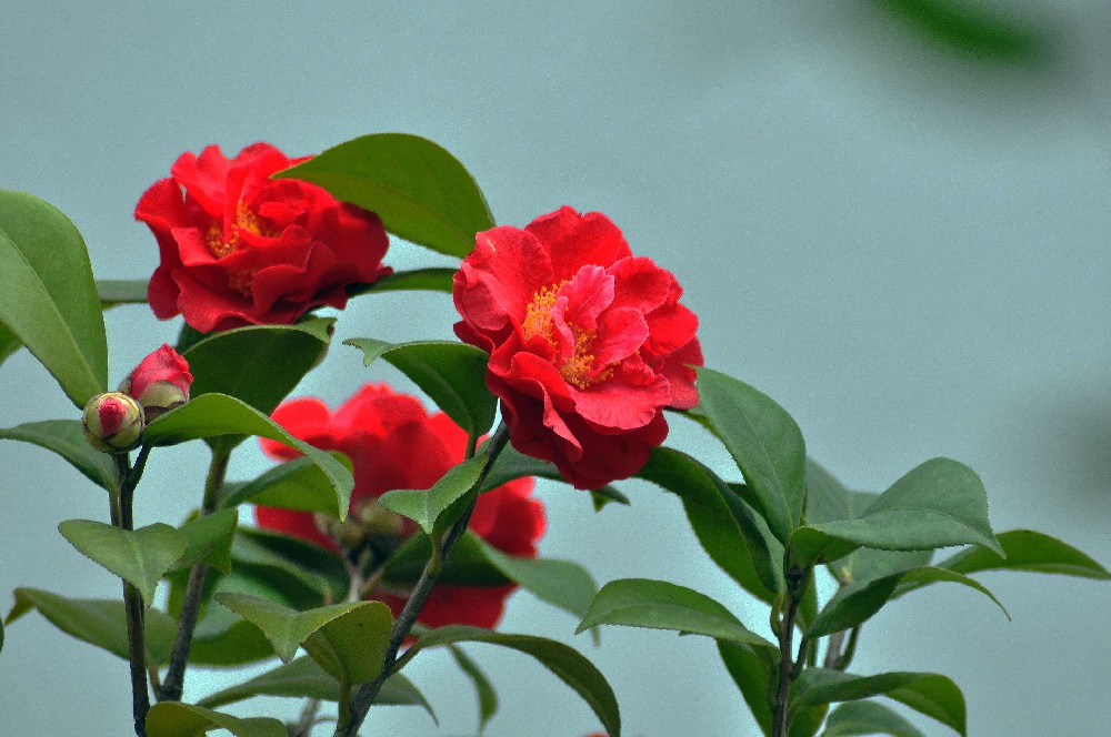 该怎么养好桂花树？做到这6点，可观可食，浑身是宝 如何养好桂花树