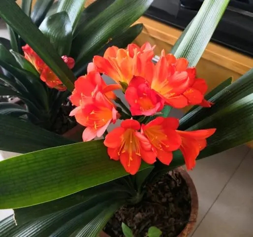 家庭养花，记住12个“知识点”，自己就能给花草“看病”