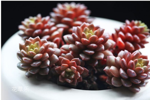 小玉开完花会死吗？**咔嚓一刀
