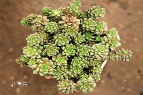 小玉开完花会死吗？**咔嚓一刀