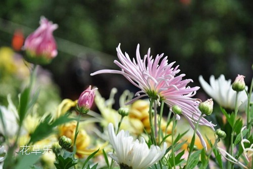 菊花花语大全：植物药*松果菊的花语