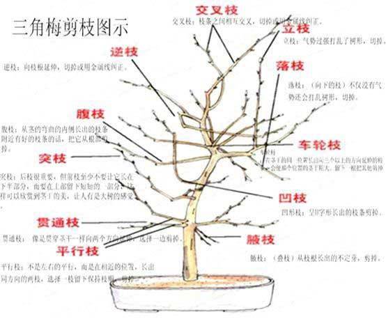 三角梅什么时候剪枝** 怎么修剪